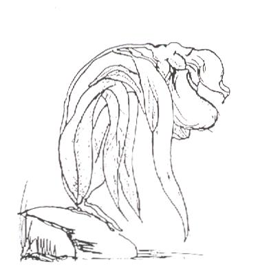 Back